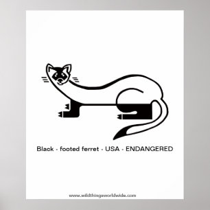 Black-footed FERRET- Endangered animal -poster Poster