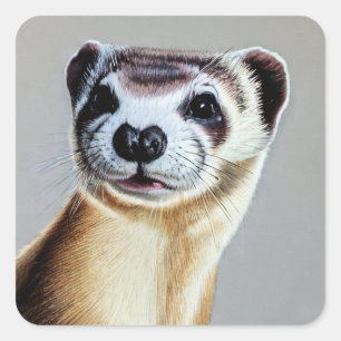 Black Footed Ferret Square Sticker