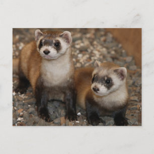 Black-Footed Ferret Wildlife Series # 7 Postcard