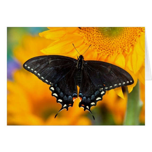 Black Form Of Eastern Tiger (Front Horizontal)