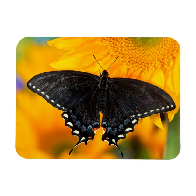 Black Form Of Eastern Tiger Magnet (Horizontal)