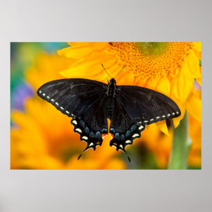 Black Form Of Eastern Tiger Poster