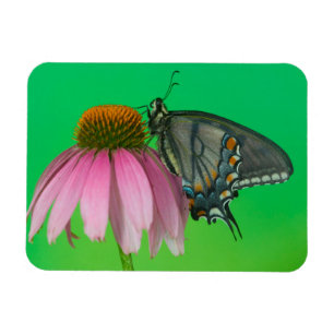 Black Form Of Eastern Tiger Swallowtail Magnet