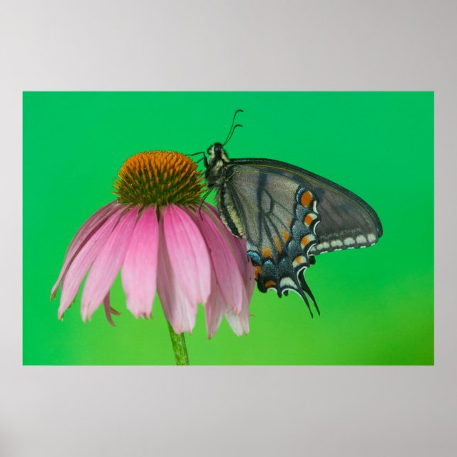 Black Form Of Eastern Tiger Swallowtail Poster (Front)