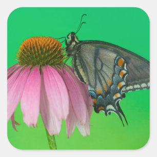 Black Form Of Eastern Tiger Swallowtail Square Sticker