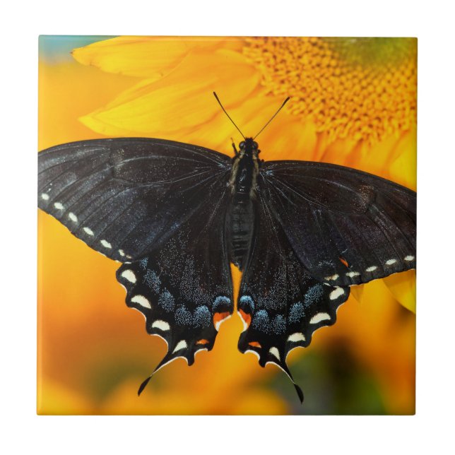 Black Form Of Eastern Tiger Tile (Front)