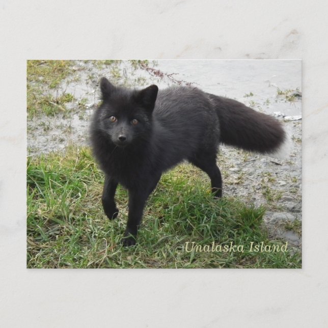 Black Fox on Unalaska Island Postcard (Front)