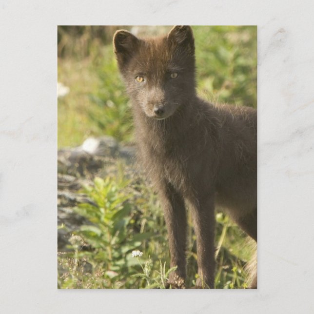 Black Fox Postcard (Front)