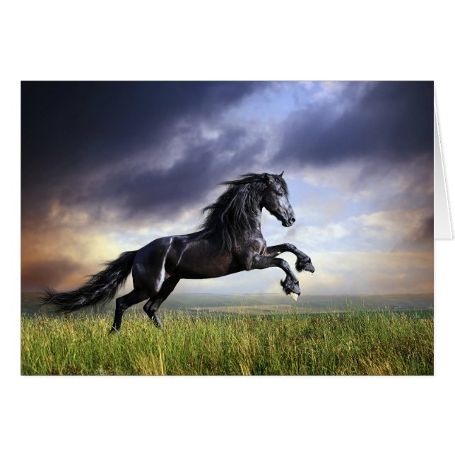 Black Friesian Horse (Front Horizontal)