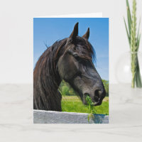 black Friesian horse birthday