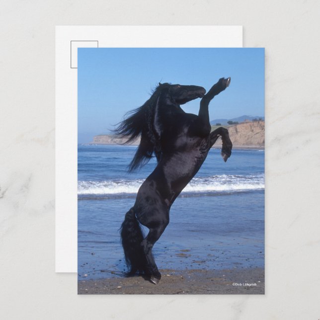Black Friesian Stallion Rearing On Beach Postcard (Front/Back)