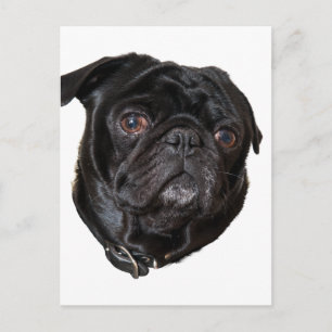 Black Funny Pug Postcard