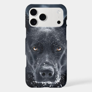 Black German Shepherd