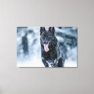 Black German Shepherd in snow Duvet Cover Canvas Print