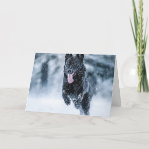 Black German Shepherd in snow Duvet Cover Holiday Card