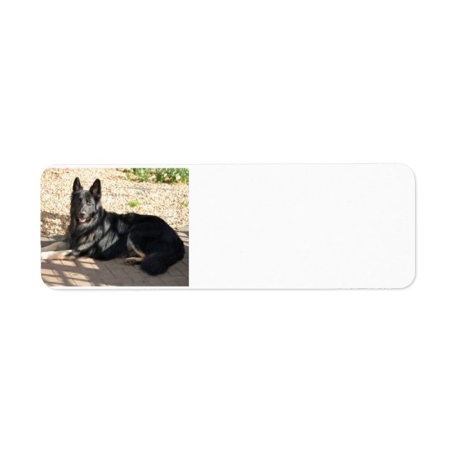 black german shepherd laying.png (Front)
