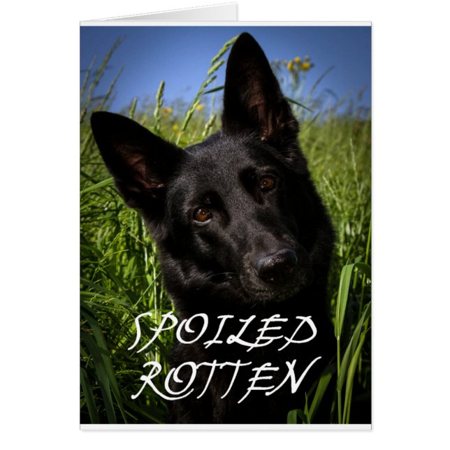 black german shepherd spoiled rotten (Front)