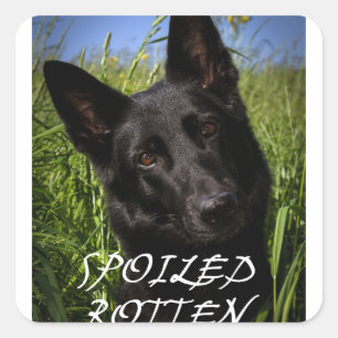 black german shepherd spoiled rotten square sticker