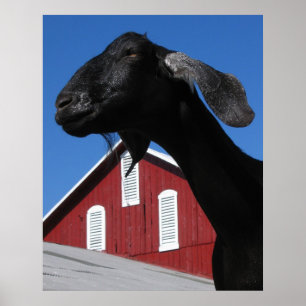 Black goat and red barn poster
