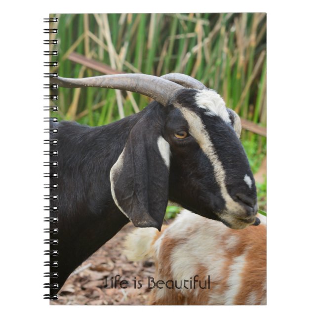 Black Goat Kauai (my photography) Notebook (Front)