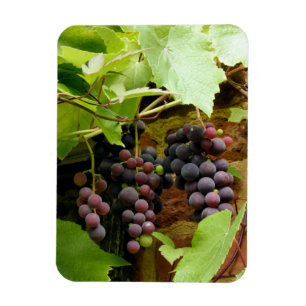 BLACK GRAPES   MAGNET