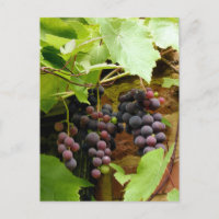 BLACK GRAPES