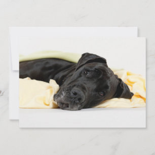 Black Great Dane - Deutsche Dogge schwarz