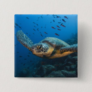 Black (Green) Turtle (Chelonia agassizi) 15 Cm Square Badge