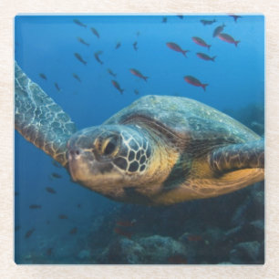 Black (Green) Turtle (Chelonia agassizi) Glass Coaster