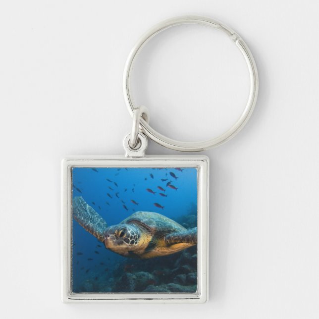 Black (Green) Turtle (Chelonia agassizi) Key Ring (Front)