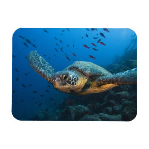 Black (Green) Turtle (Chelonia agassizi) Magnet