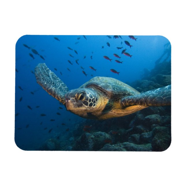 Black (Green) Turtle (Chelonia agassizi) Magnet (Horizontal)