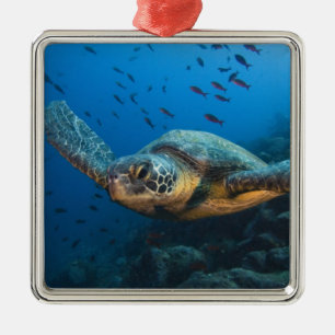 Black (Green) Turtle (Chelonia agassizi) Metal Tree Decoration