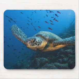 Black (Green) Turtle (Chelonia agassizi) Mouse Pad