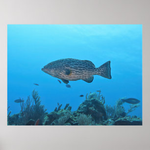 Black Grouper in Roatan Poster