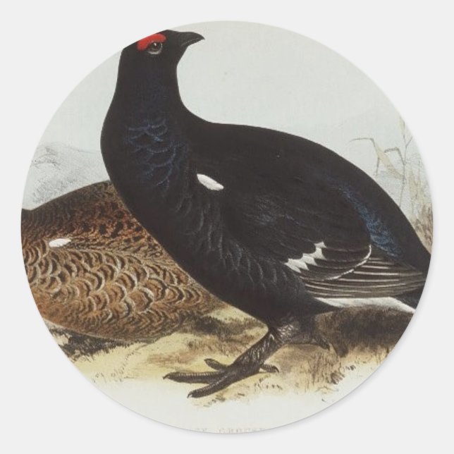 Black Grouse Classic Round Sticker (Front)