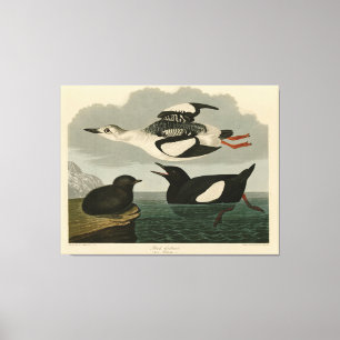 Black Guillemot from Audubon's Birds of America Canvas Print