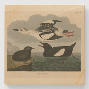 Black Guillemot from Audubon's Birds of America Stone Coaster