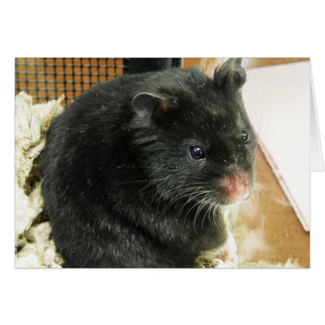 Black Hamster (Front Horizontal)