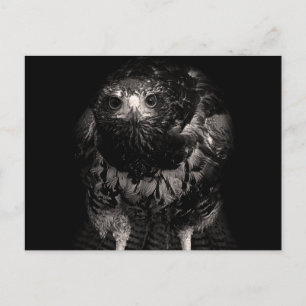 Black Hawk Postcard