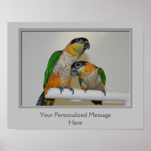 Black Headed Caique Parrots Personalised Poster