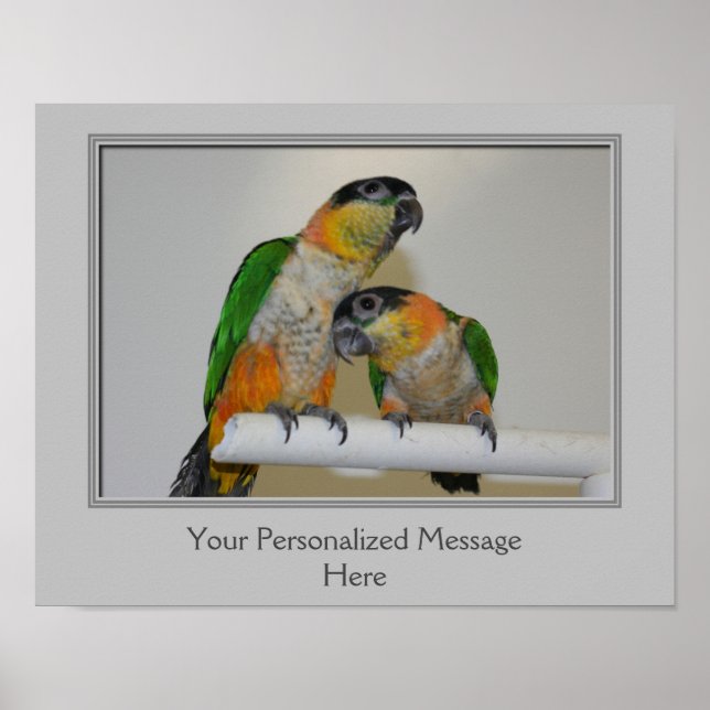 Black Headed Caique Parrots Personalised Poster (Front)