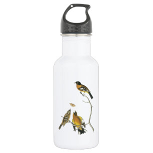 Black-headed Grosbeak by Audubon 532 Ml Water Bottle