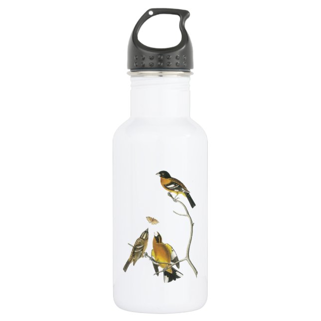 Black-headed Grosbeak by Audubon 532 Ml Water Bottle (Front)