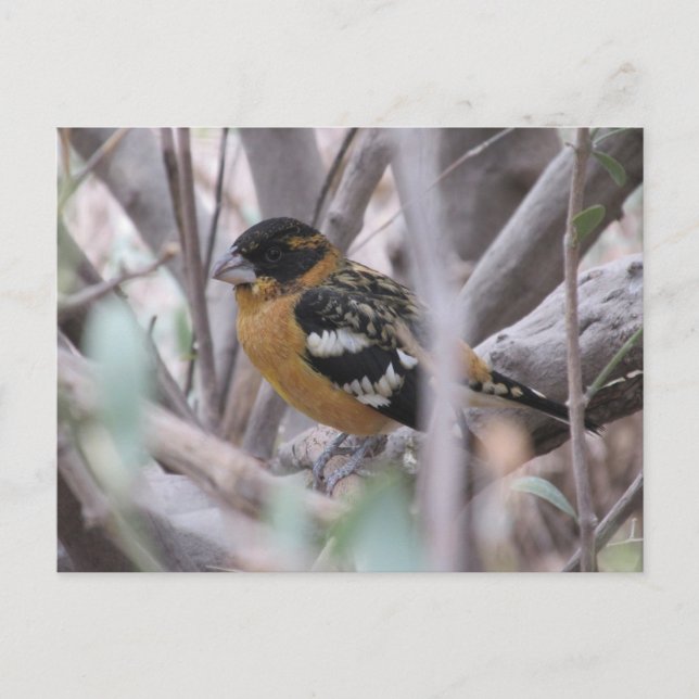 Black-headed Grosbeak Postcard (Front)