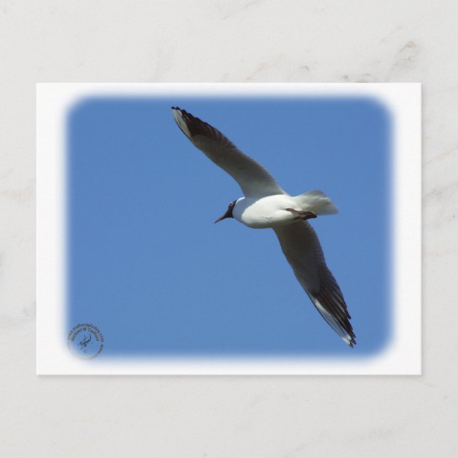 Black-headed Gull 8R32D-04 Postcard (Front)