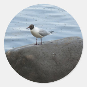 Black- headed Gull Classic Round Sticker