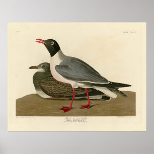 Black-headed Gull from Audubon's Birds of America Poster