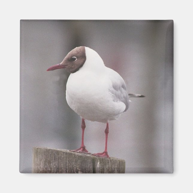 Black headed gull magnet (Front)