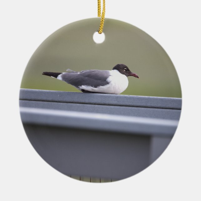Black-headed Gull Ornament (Front)